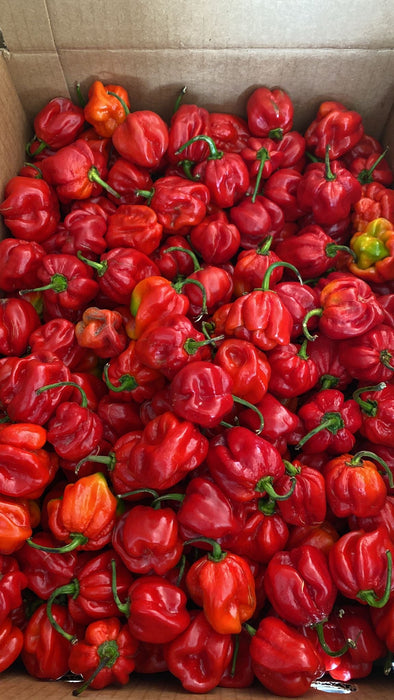 Scotch Bonnet Pack/Hot Pepper - SMK African StoreSMK African Store#african_Caribbean_online_Groceries_store#