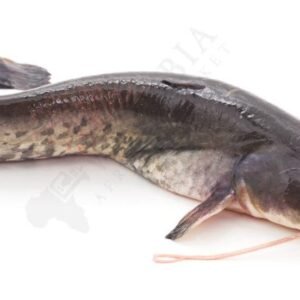 Fresh Catfish (Frozen) - SMK African StoreSMK African Store#african_Caribbean_online_Groceries_store#