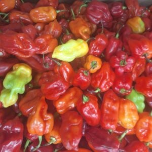 Habanero Pepper