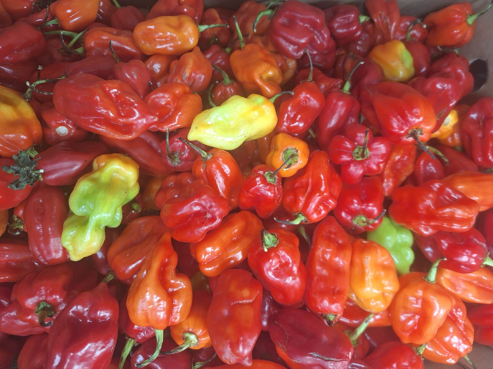 Habanero Pepper