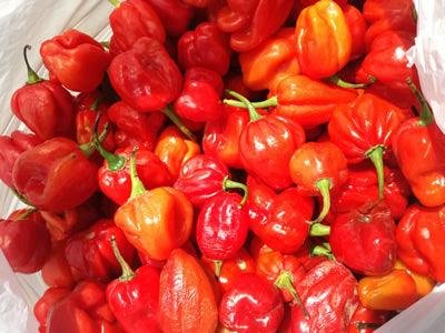 Scotch Bonnet Pack/Hot Pepper (Ata rodo)